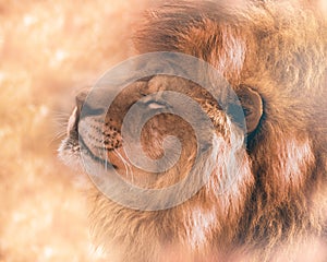 Beautiful lion in dream