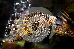 Beautiful Lion Fish Pterois Swimming Alone in a Big Aquarium