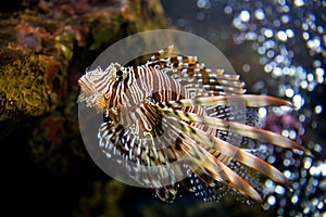 Beautiful Lion Fish Pterois Swimming Alone in a Big Aquarium