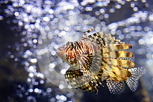 Beautiful lion fish or turkey fish swimming