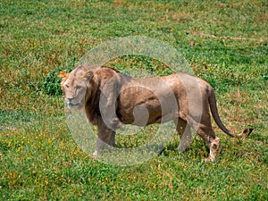 Beautiful Lion in the golden grass of Masai Mara, Kenya