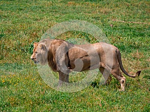 Beautiful Lion in the golden grass of Masai Mara, Kenya