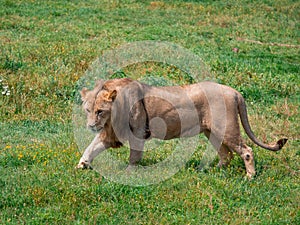 Beautiful Lion in the golden grass of Masai Mara, Kenya