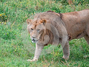 Beautiful Lion in the golden grass of Masai Mara, Kenya