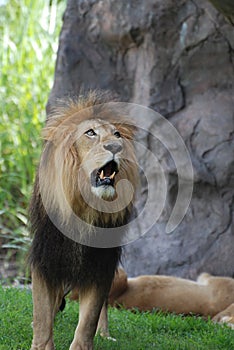 Beautiful Lion with his Mouth Slightly Open