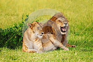 Beautiful lion and lioness resting at safari park