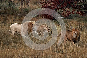 Beautiful Lion and lioness in the savanna. A pair of lions are resting in the dried grass. Family of African Lions looking