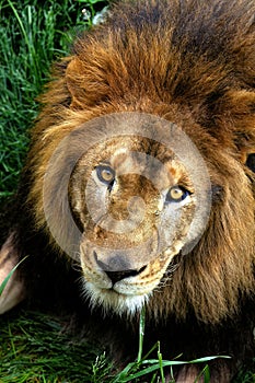 Beautiful lion looking at the camera