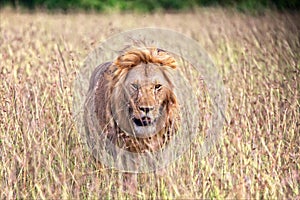 Beautiful lion at the masai mara national park