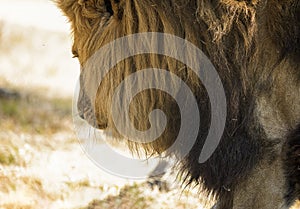 Beautiful lion in profile, this is the king of the African savannah in South Africa and one of the stars of safaris