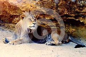 Beautiful Lion resting in the sunshine. rock background.