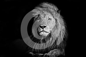 Beautiful Lion Romeo II photo
