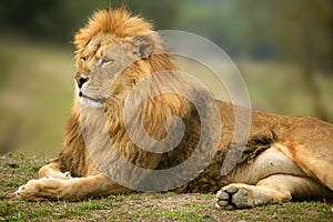 Beautiful Lion wild male animal portrait