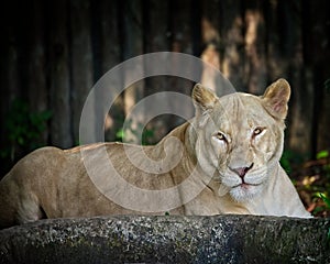 Beautiful lioness