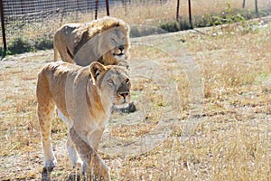 Beautiful lioness and blurred lion in safari park