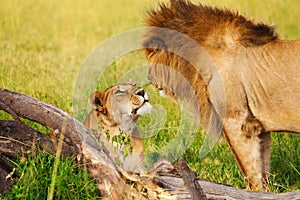 Beautiful lioness greeting lion upon his return