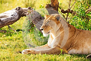Beautiful lioness having rest laying on a grass