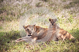 Beautiful lioness and her lion cub lounging on a grassy field in Tsavo National Park, Kenya