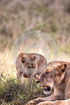 Beautiful lioness and her lion cub lounging on a grassy field in Tsavo National Park, Kenya