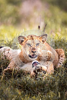 Beautiful lioness and her lion cub lounging on a grassy field in Tsavo National Park, Kenya