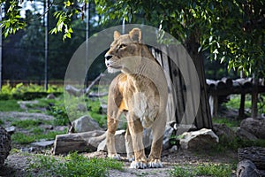 Beautiful Lioness the Queen of Beasts Green Background