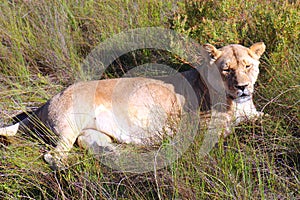 Beautiful Lioness Resting Under African Skies