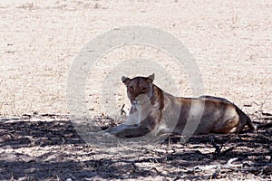 Beautiful lioness in shade, Kalahari