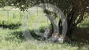 Beautiful lioness under a tree