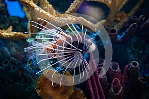 Beautiful Lionfish (Pterois) Swimming Alone in an Aquarium