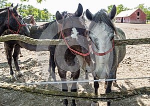 Beautiful Lipizzaner horses