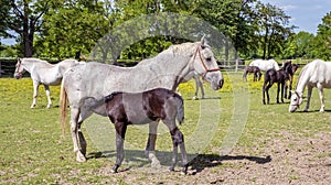 Beautiful Lipizzaner horses