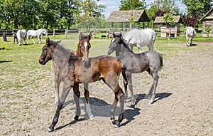 Beautiful Lipizzaner horses