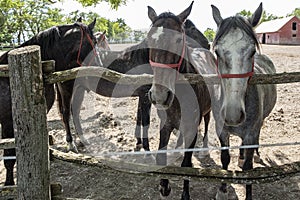 Beautiful Lipizzaner horses