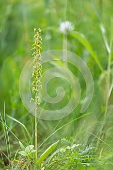 A beautiful listera ovata orchid protected in the middle of a forest in Moravia in the Czech Republic