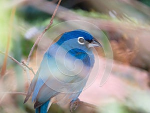 Beautiful litlle blue bird