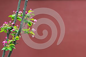 Beautiful little apple tree bud of flower is blooming in front of red wall