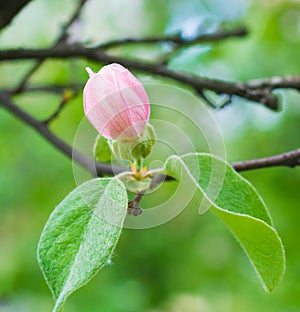 Beautiful little apple tree flower closeup