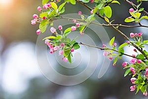 Beautiful little apple tree flower in the spring with blurred green background and sunbeam