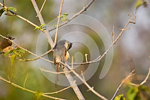Beautiful little bird ashy prinia photo