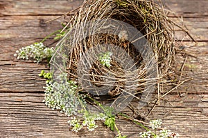 Beautiful little bird`s nest on wooden background