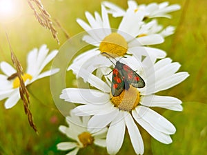 Beautiful little black and red butterfly Zygaena filipendulae on a Daisy flower on a bright Sunny day. A close-up shot