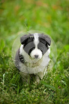 Beautiful little black and white border collie puppy in the grass Outdoors