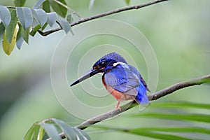 Beautiful little blue bird with orange chest to belly and sharp beaks eyeing to small fish in stream, blue-eared kingfisher