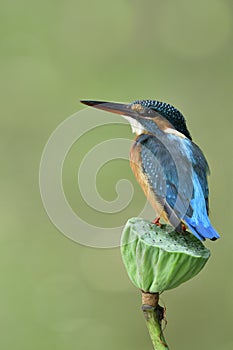 Beautiful little blue bird perching on lotus flower with happily tail wagging, common kingfisher