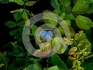 Beautiful little blue butterfly on green plants