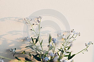 Beautiful little blue flowers in warm sunlight against white wall. Delicate myosotis petals, forget me not spring flowers.