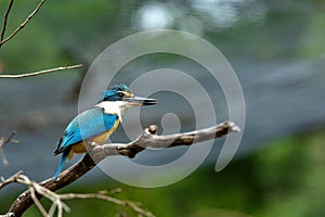 Beautiful little blue-and-orange common kingfisher