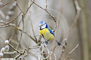 Beautiful little blue tit bird singing a song on a fluffy willow