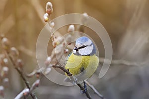 Beautiful little blue tit bird singing a song on a fluffy willow