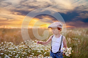 Beautiful little boy in daisy field on sunset